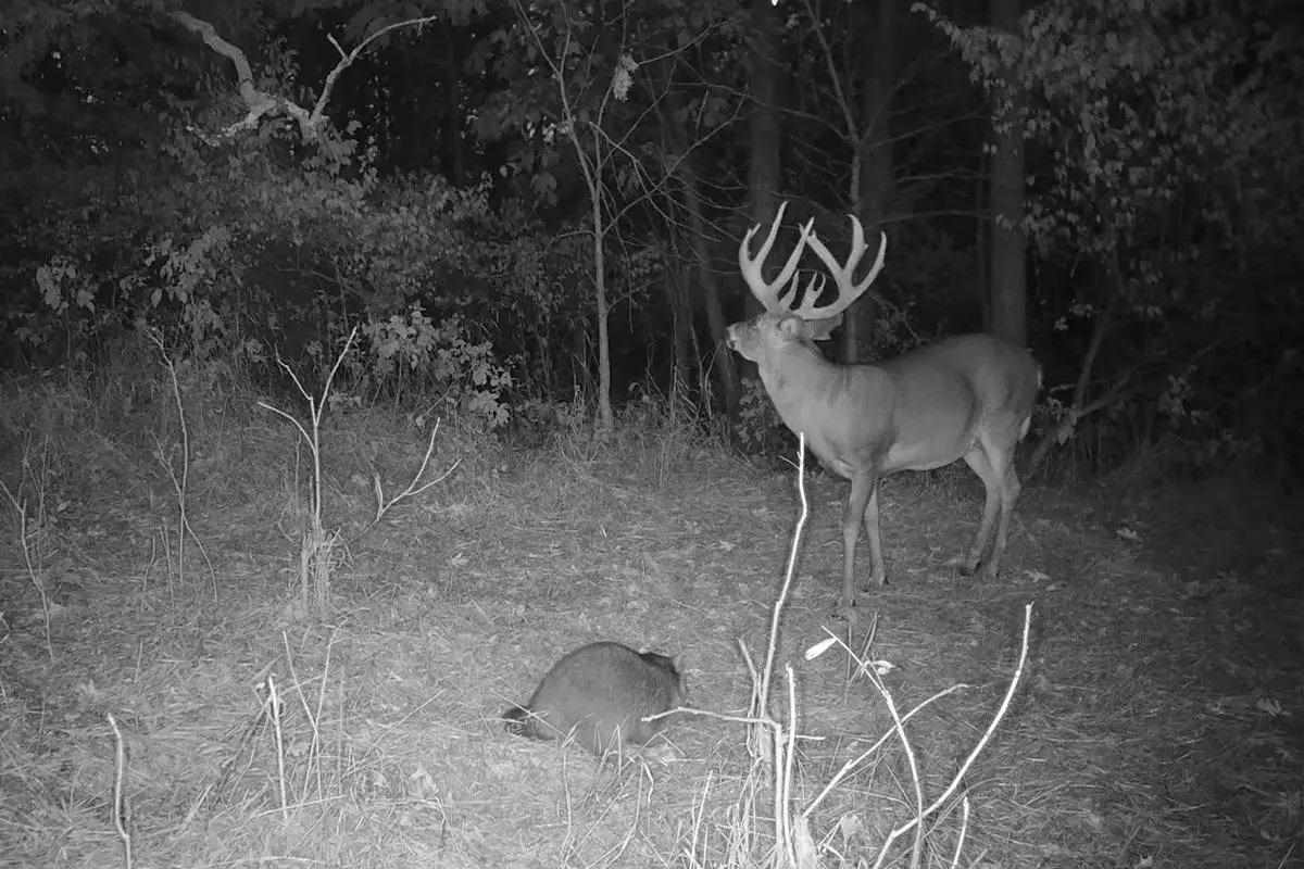 Trail cam picture of the buck