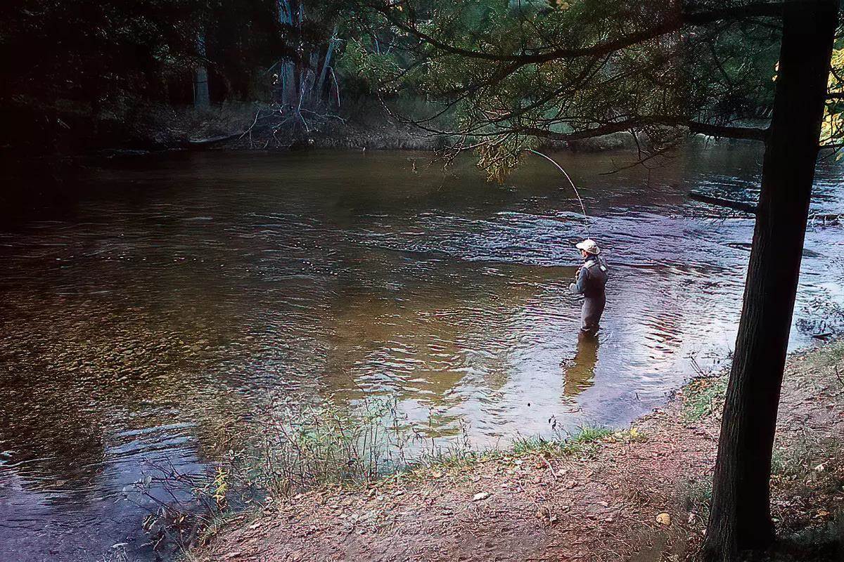 Fly angler standing midstream casting on a wooded riverbank.