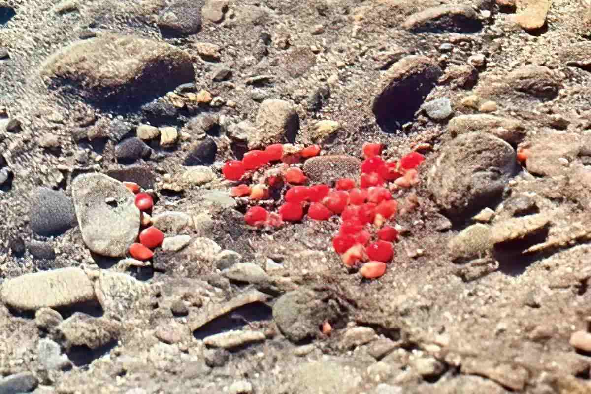 Bright red salmon eggs scattered among gravel on a riverbed.