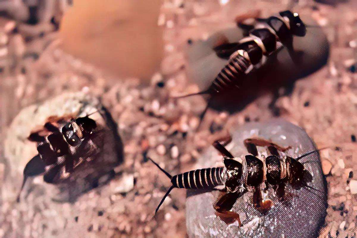 Three stonefly nymphs on rocks underwater. 