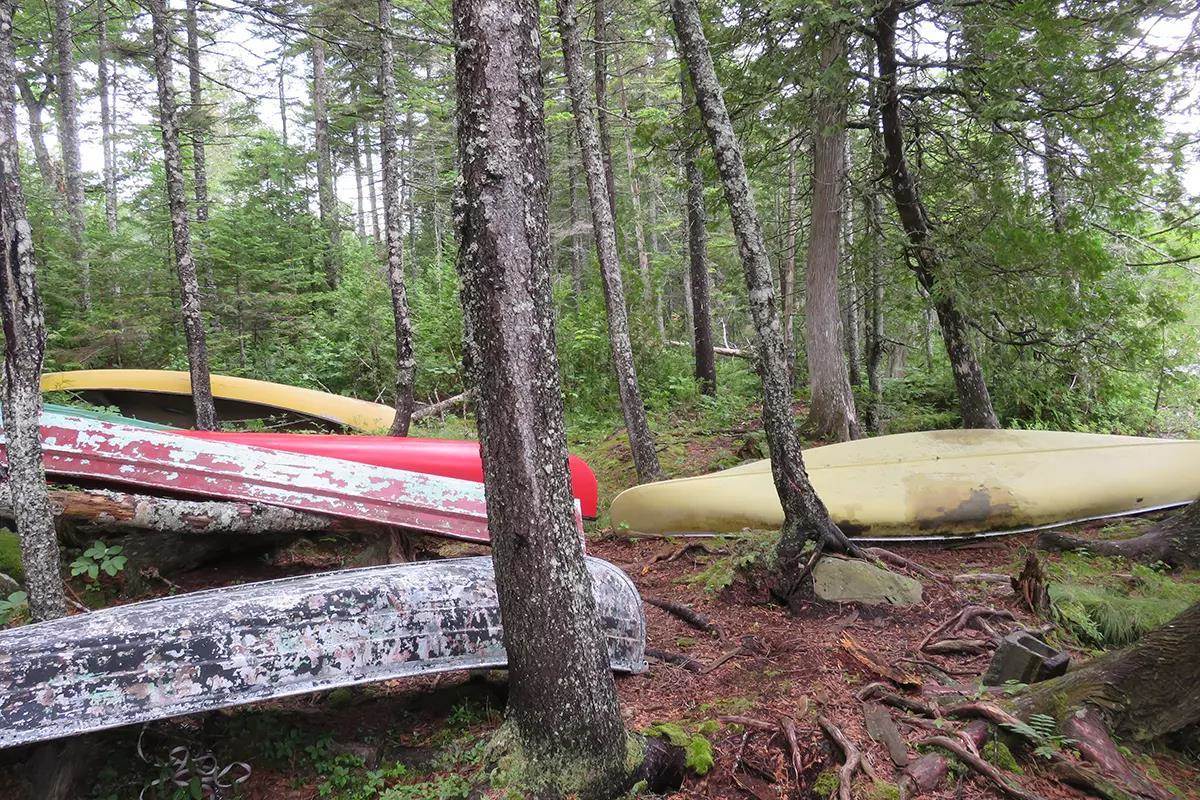 Several old canoes upside down in the woods.