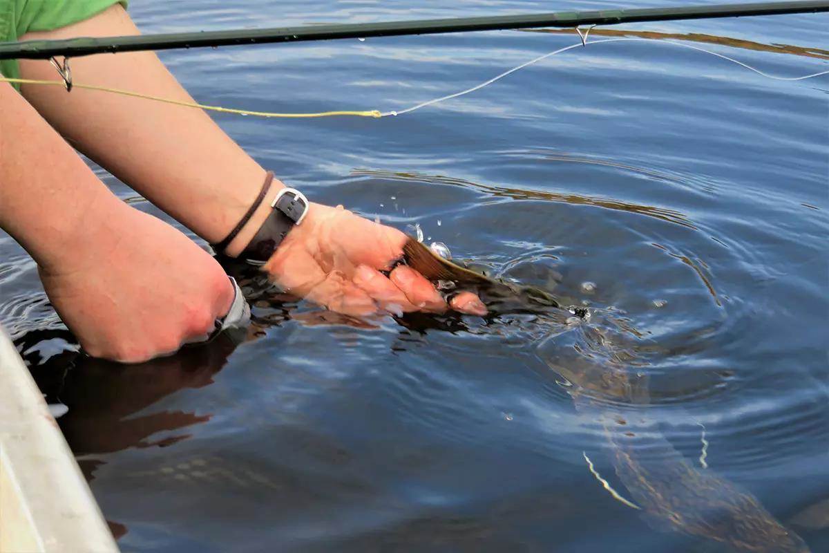 Two hands releasing a large brook trout into the water.