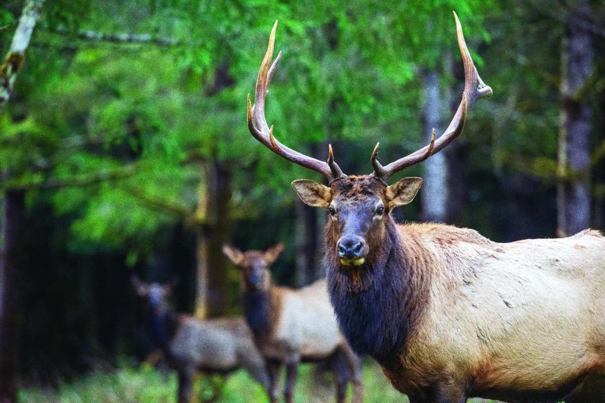 How To Hunt Elk in Oregon's Wet Wonderland