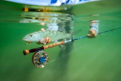 bucks graphic fishing pole B&M Buck's Graphite Crappie Spinning Rod the pole that every Diawa Accudepth Line Counter Color:GREEN/YELLOW/ORANGE YouTube