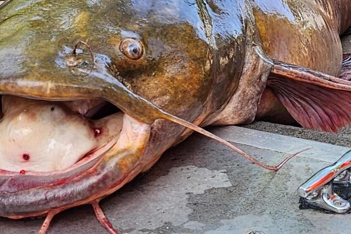 large flathead catfish