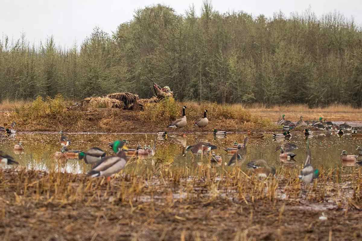 Duck Hunting - Waterfowl Migration