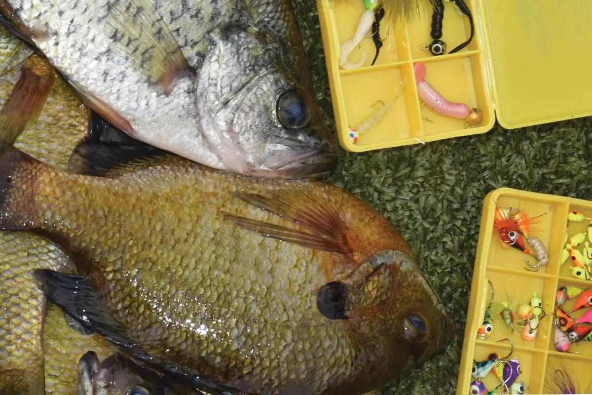 Panfish Calendar: How to Crash Their Annual Spawning Run - Game & Fish