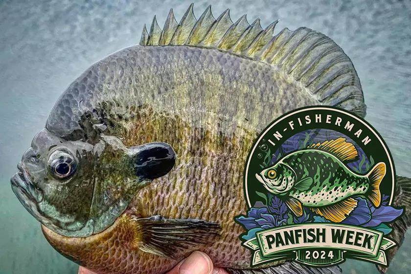 Panfish Week: Are You Fishing Where Big Bluegills Are?
