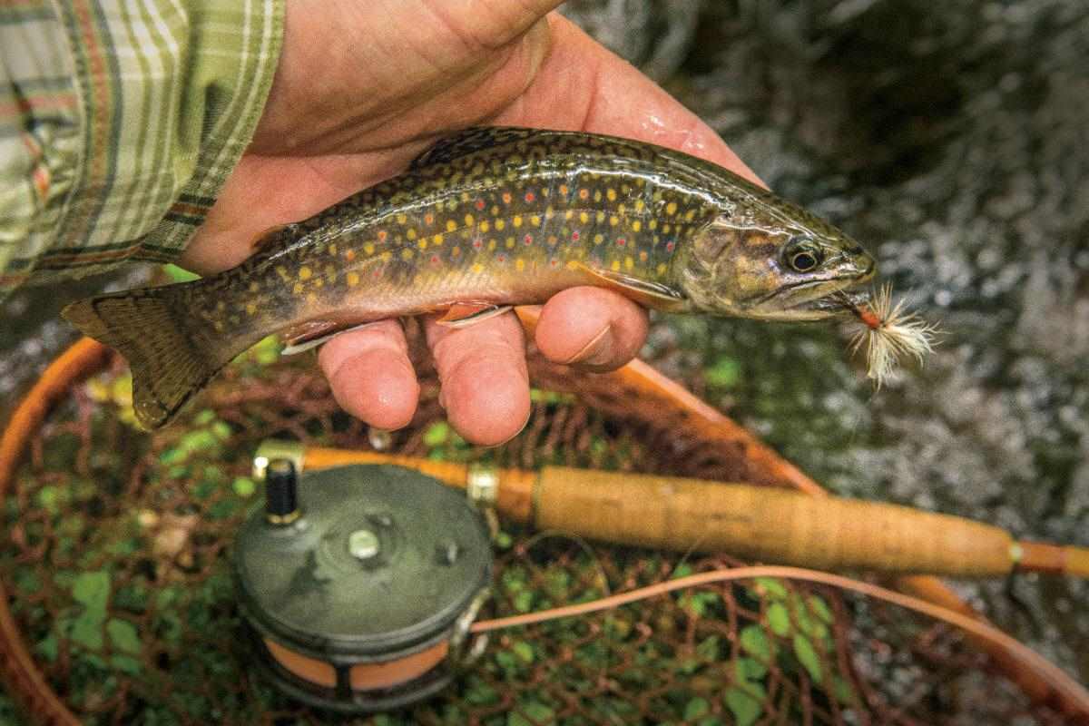 Pennsylvania Isn't Doing Enough for its Floundering Native Brook Trout