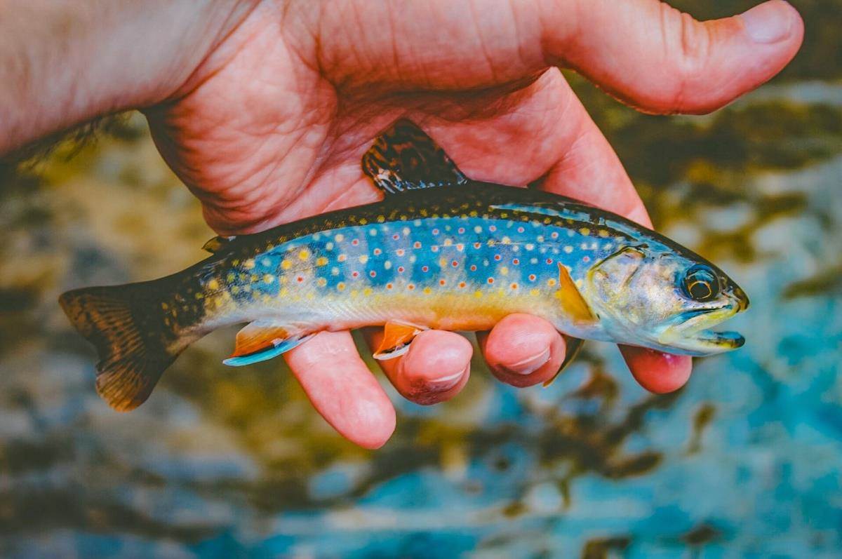 Pennsylvania Isn't Doing Enough for its Floundering Native B - Fly Fisherman