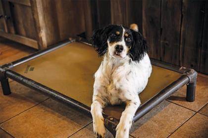 An English setter laying on a dog bed.