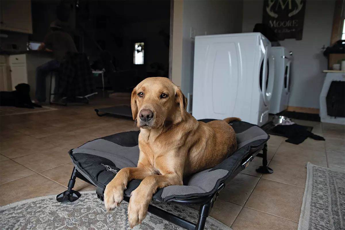 A yellow lab laying on a dog bed inside a house.
