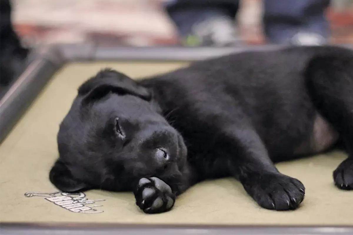 A black lab puppy sleeps on a dog bed.