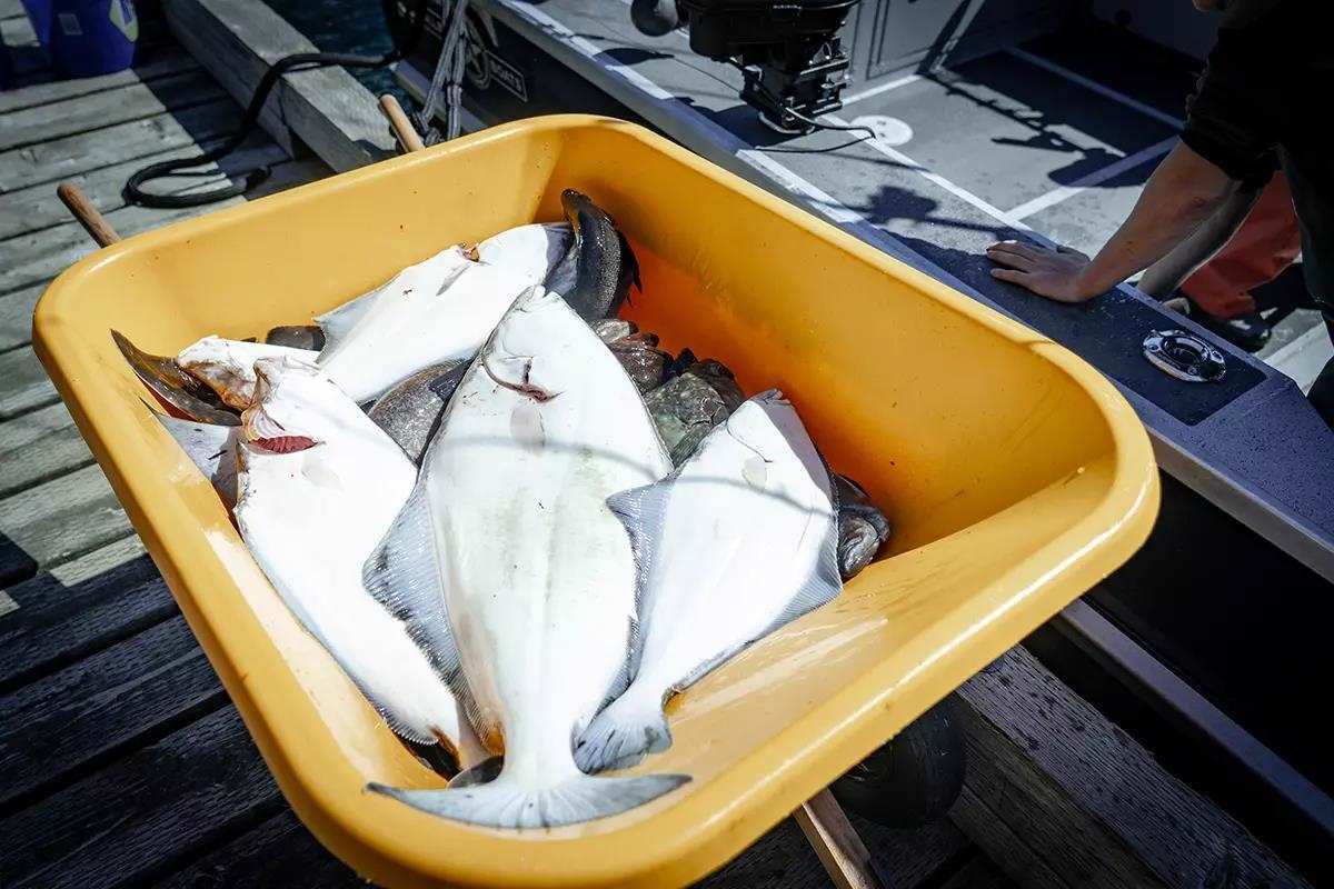 corkscrew fishing pole Top Waters / Plastics / Popping Corks Do others catch big Color:Dirty Sanchez The SPRO Brass Heavy FP Reels