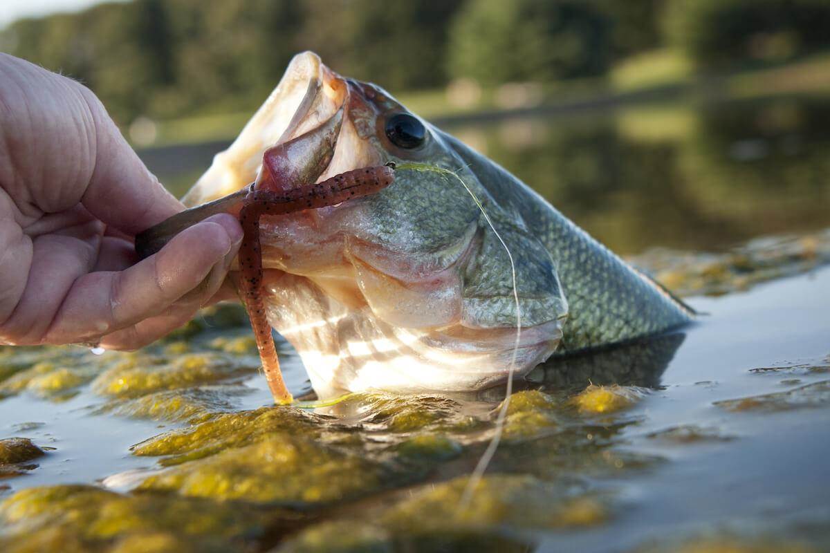 How To Catch The Biggest Fish In A Pond Game Fish
