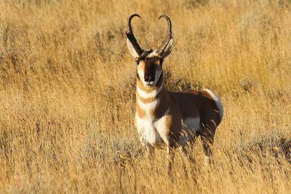 Big Game Hunting - Mule Deer, Pronghorn, Elk, Black Bear - Game & Fish