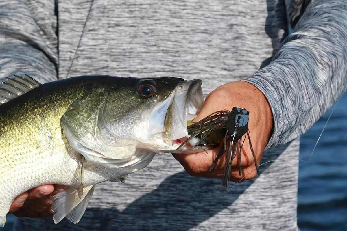 Imagine a bass eating this. 👀 Have you ever seen a Shad this big? 🎥