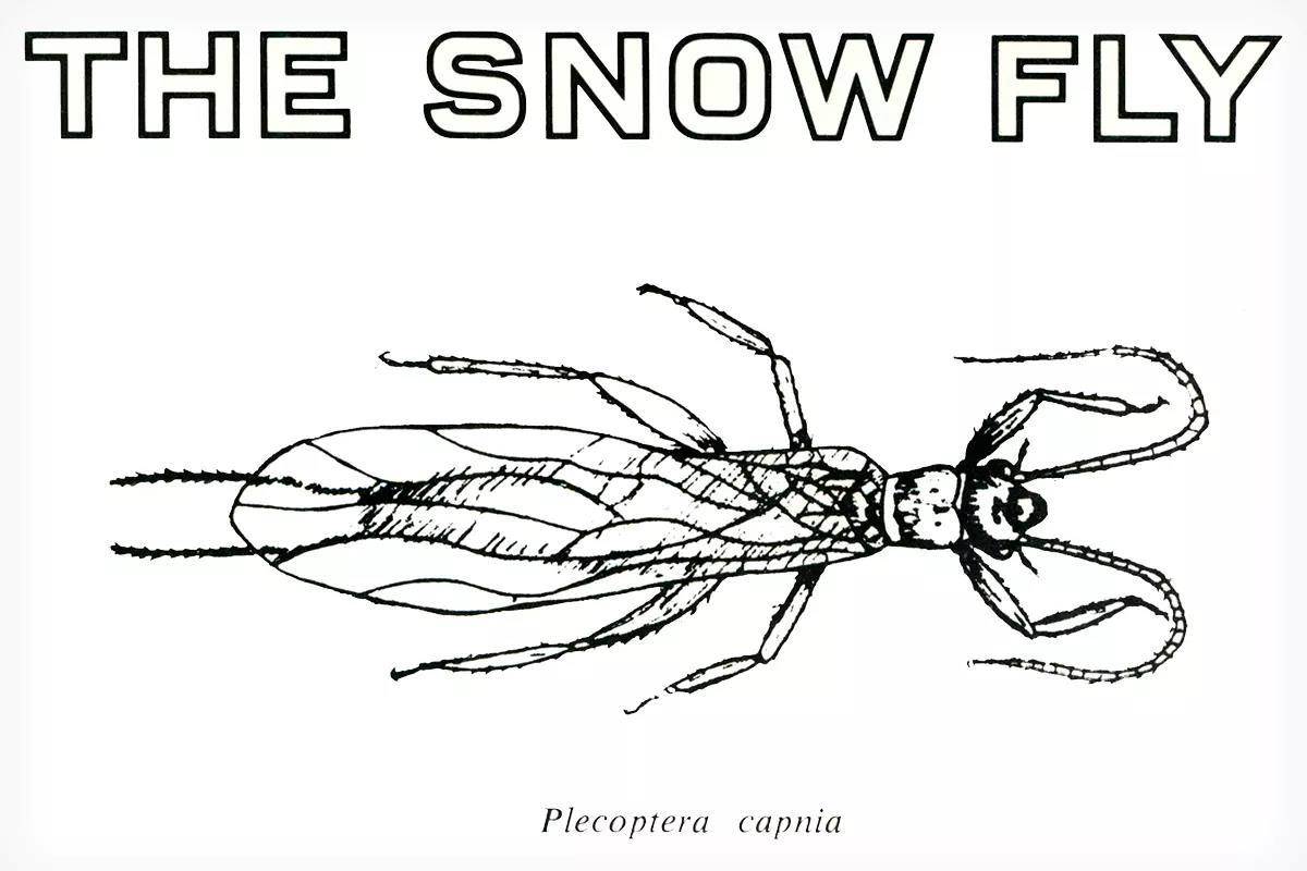 Fly Fisherman Throwback: A Primer of Stream Entomology­–V: The Snow Fly