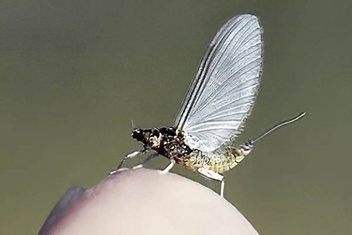 Gary LaFontaine's 7-Part Series: A Primer of Stream Entomology