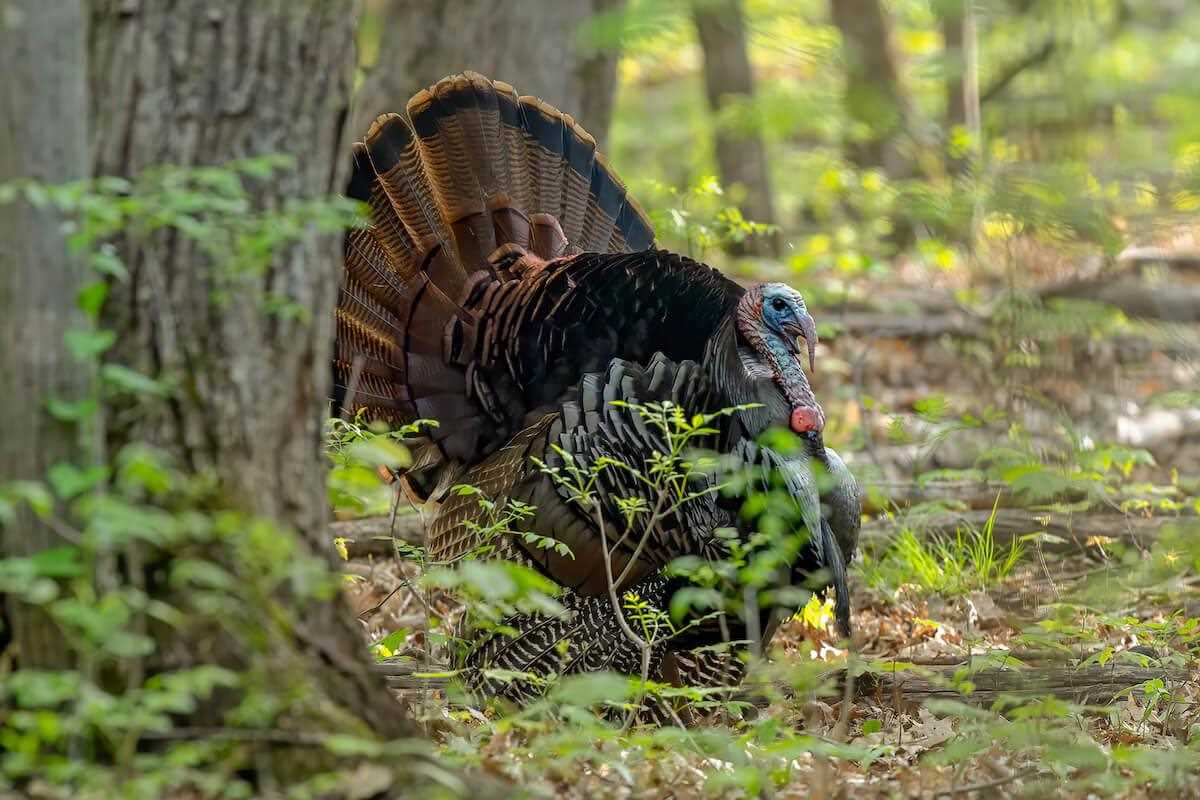 Tom Foolery: Outwitting a Public-Land Gobbler