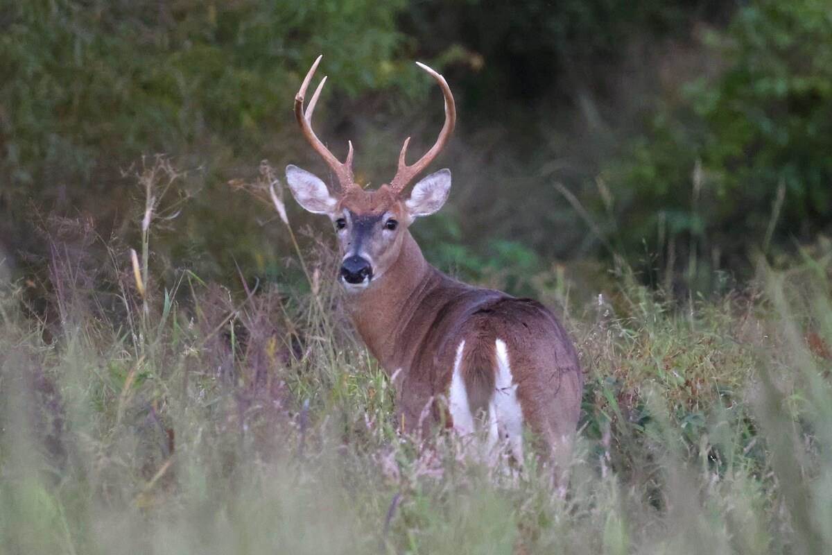 Public vs. Private Land Deer Hunting: A Tale of Two Harvest Totals