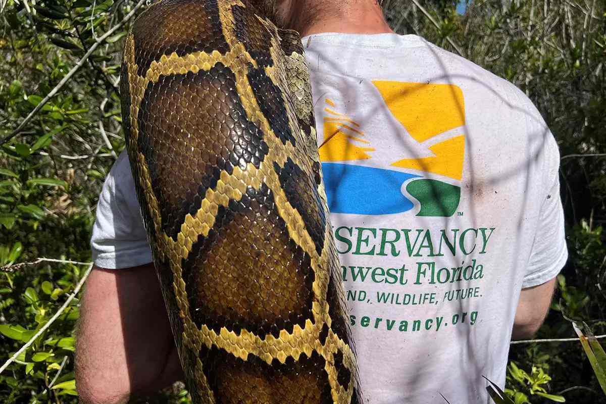 Record Python Removal Aids Native Wildlife in Southwest Florida - Florida Sportsman