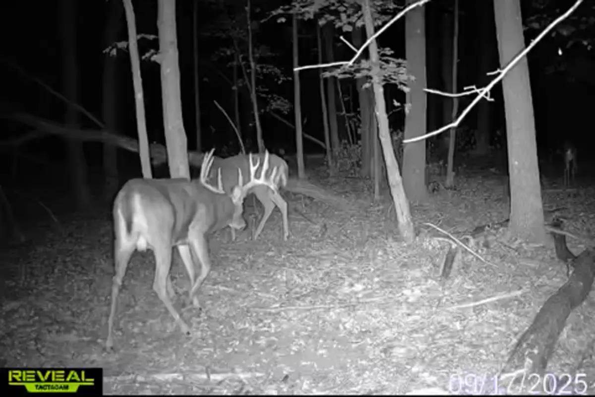 big Wisconsin buck on trail camera