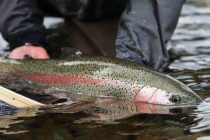 Late-Season Trout: Hook Up in Low, Clear Water - Game & Fish