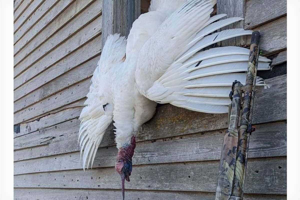 Rare albino wild turkey