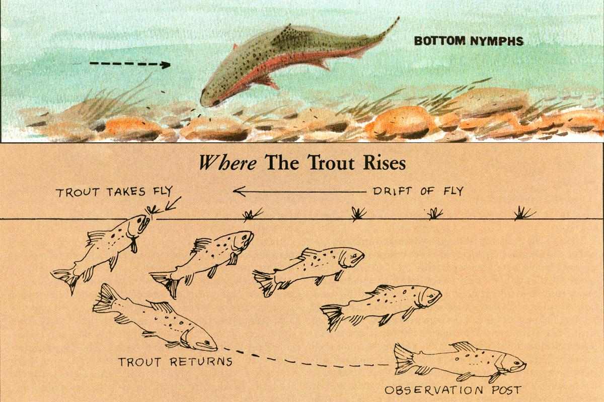 Fly Fisherman Throwback: Reading Riseforms to Let the Trout - Fly