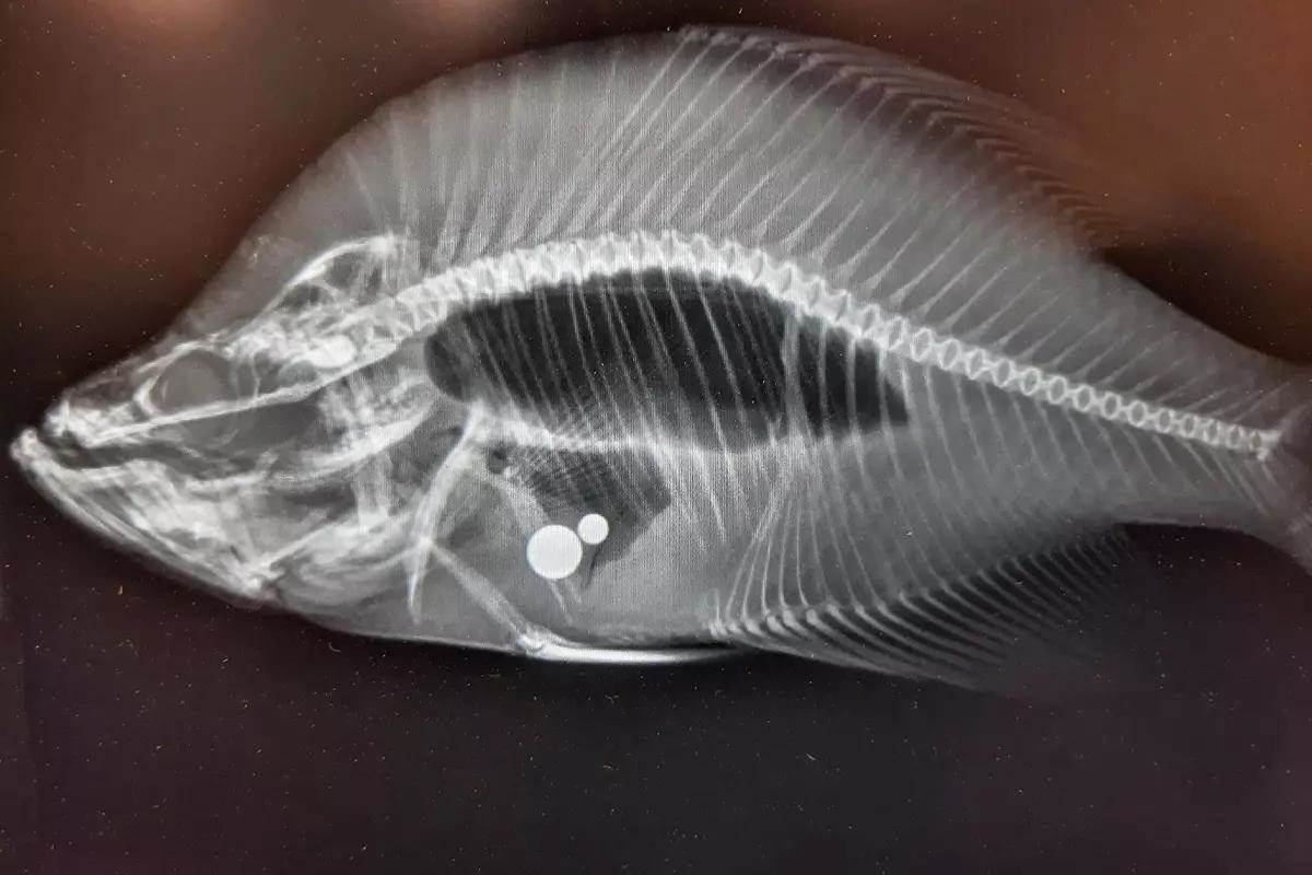 State-Record Crappie Nullified After X-Ray Reveals Ball Bearings