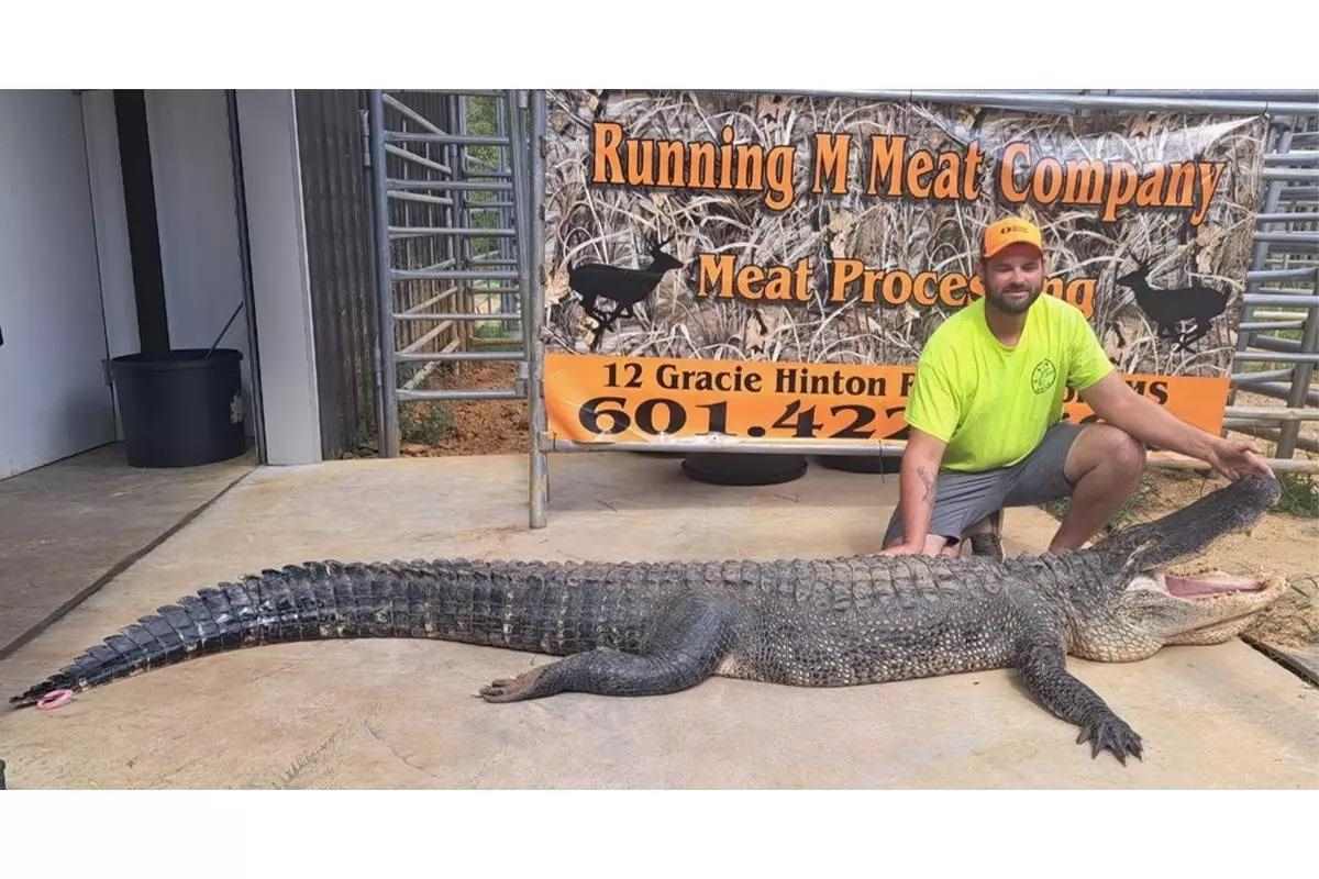 Gigantic Harvest May Be Biggest Female Alligator Ever Taken