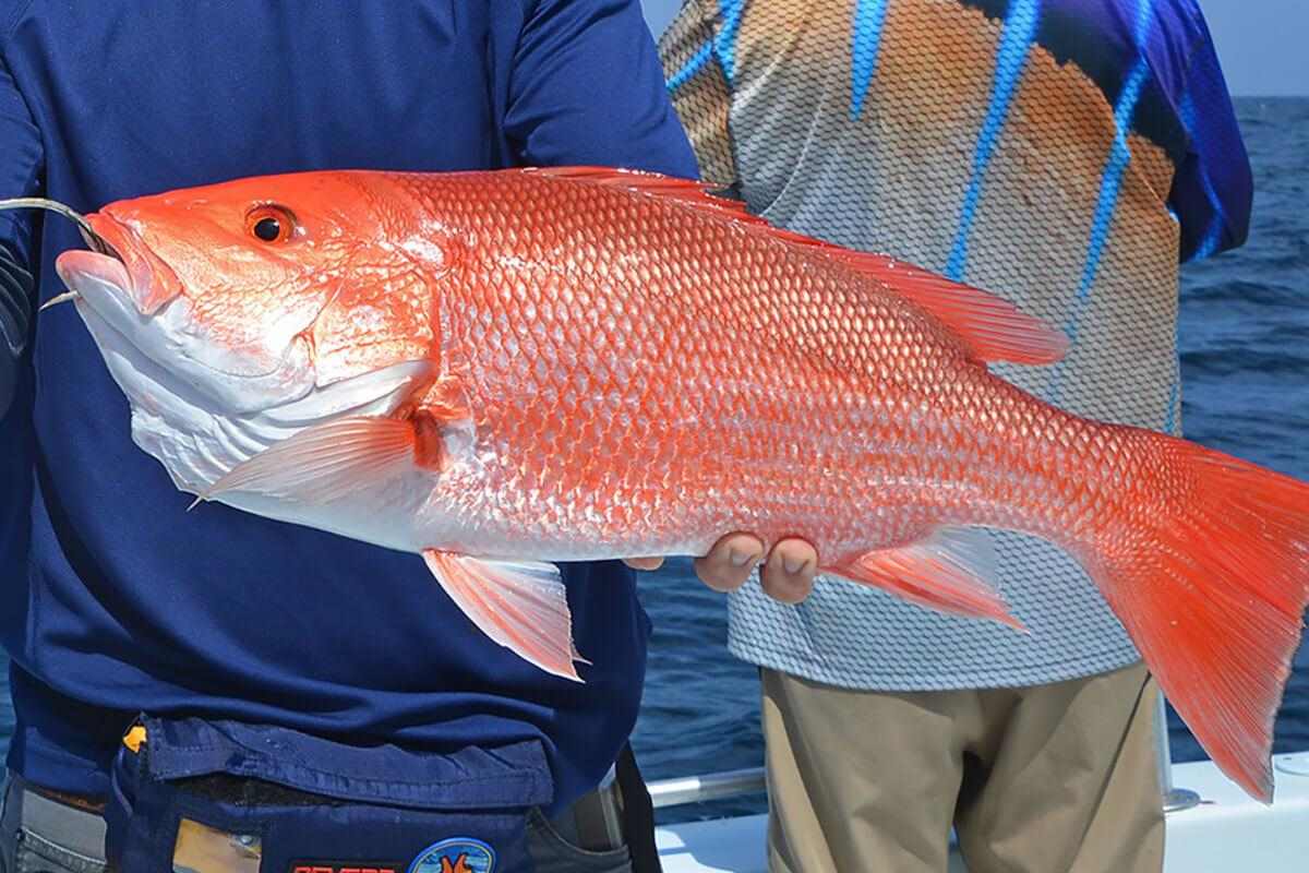 Red Snapper Fishing