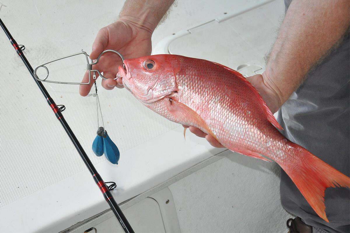 Red Snappers Kit - 12