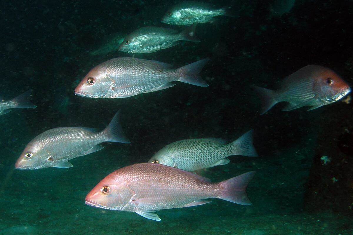 Red Snapper Season Announced For South Atlantic & It's Abysm Florida