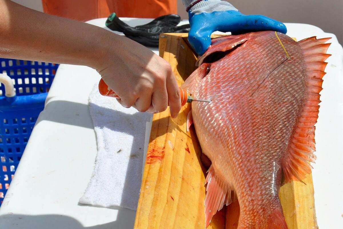 Red snapper season opens with strong action