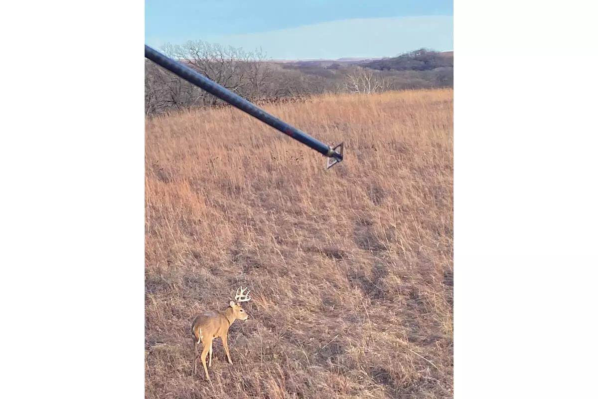 nocked arrow with buck walking underneath