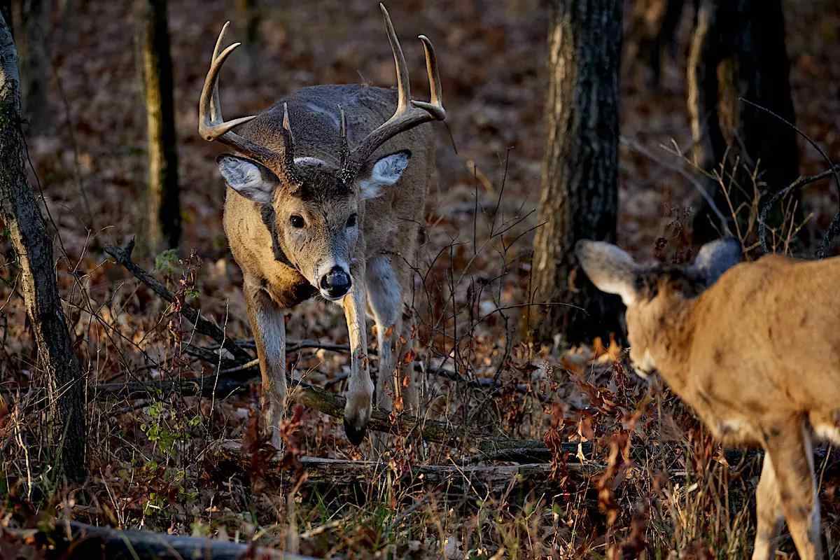 Regional Rut Update Buck Activity on the Rise as November A