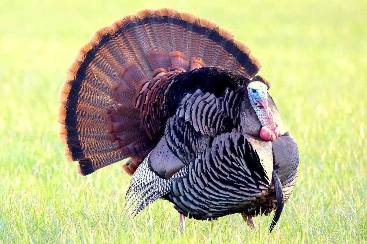 Regional Strut Update 2024: Turkey Season in the South Kicks Off with a Bang
