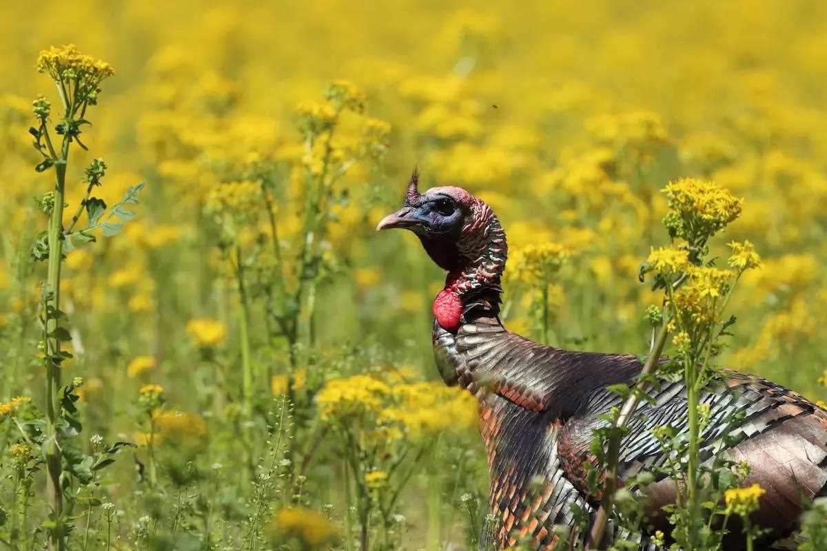 Regional Strut Update: Get Expert Reports on Early Turkey Hunting