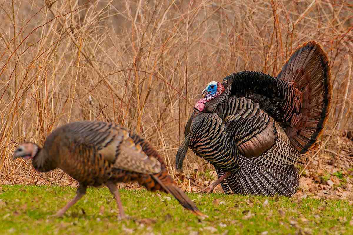 Regional Strut Update: Mid-April Gobbler Activity Reports from the Experts