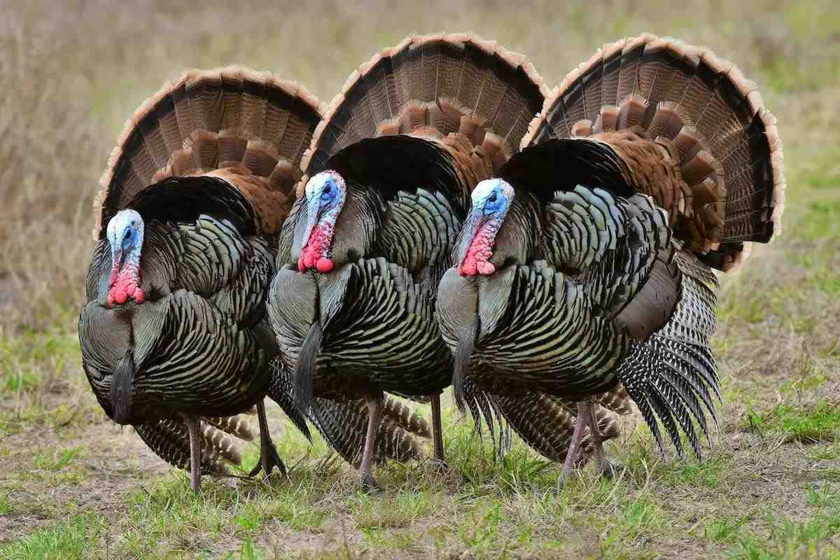 three turkeys