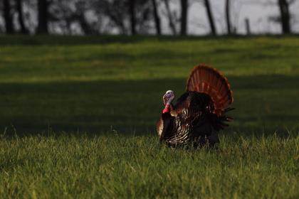 Wild Turkey Cordon Bleu - Backcountry Hunters and Anglers