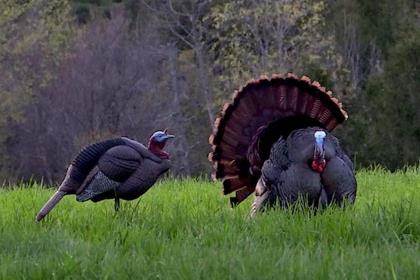 Wild Turkey Cordon Bleu - Backcountry Hunters and Anglers