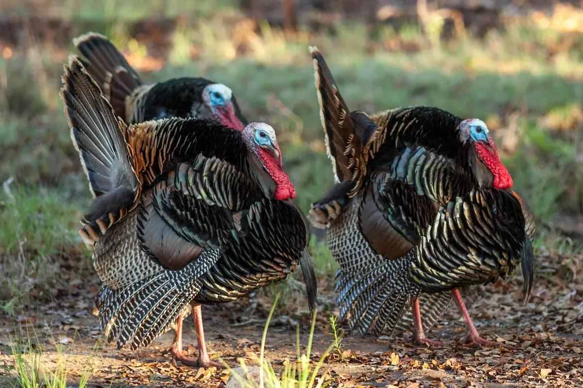 Regional Strut Update: Early-May Reports on Turkey Hunting Near You