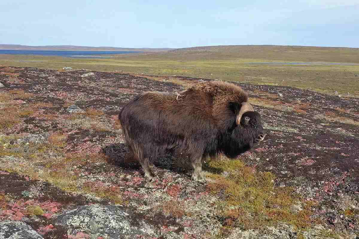 live bull muskox in Nunavut 