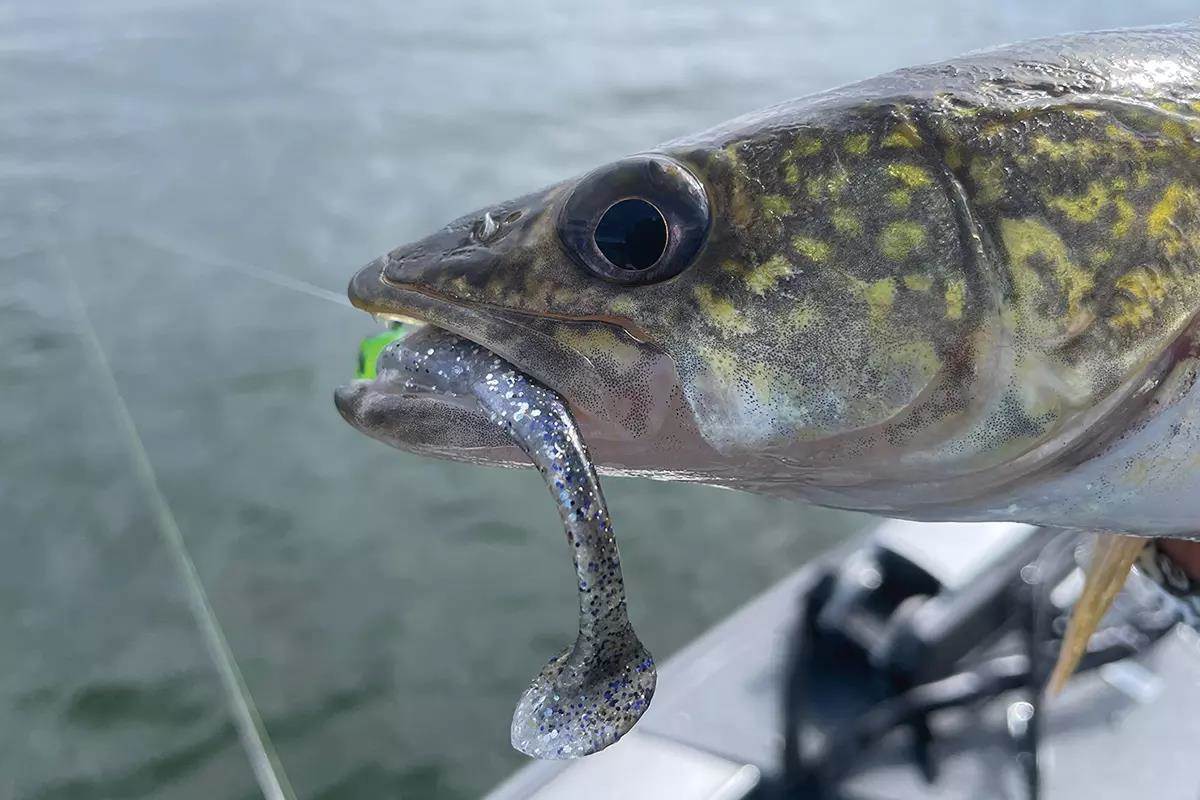 Follow the Walleyes Shallow for Great Fall Trolling Action