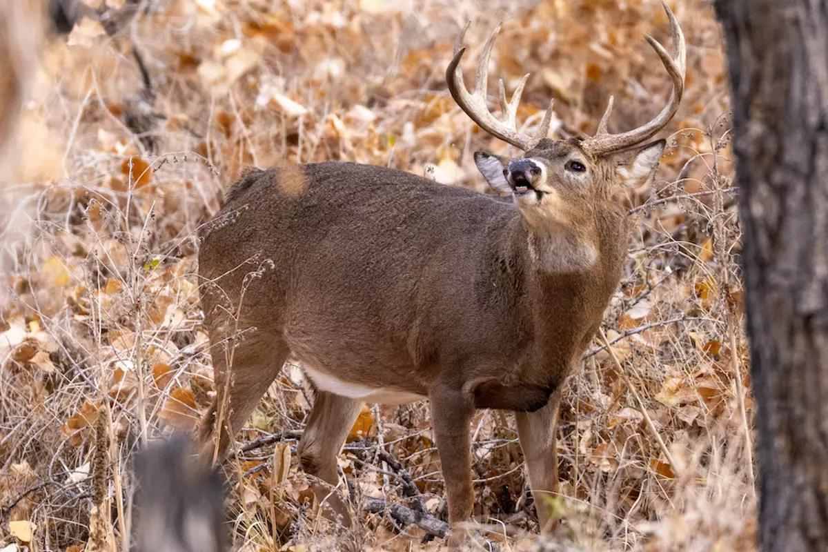 Regional Rut Update: Rut Not Quite Over; Find December Whitetail Activity in Your State