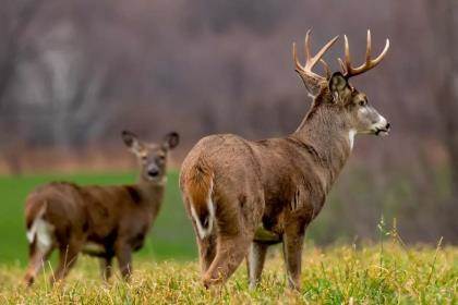 Regional Rut Update: Rut Not Quite Over; Find December White - Game & Fish