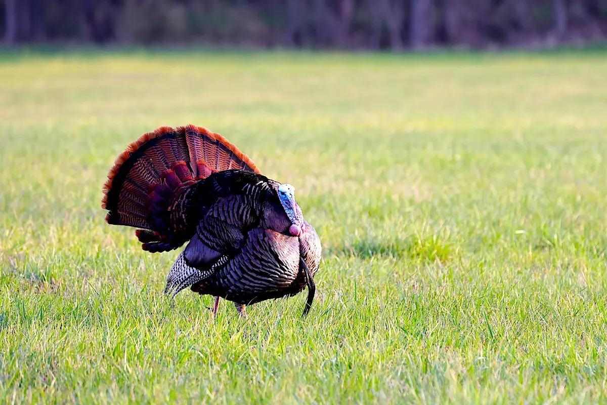 Regional Strut Update: Strutting and Gobbling in Midwest, So